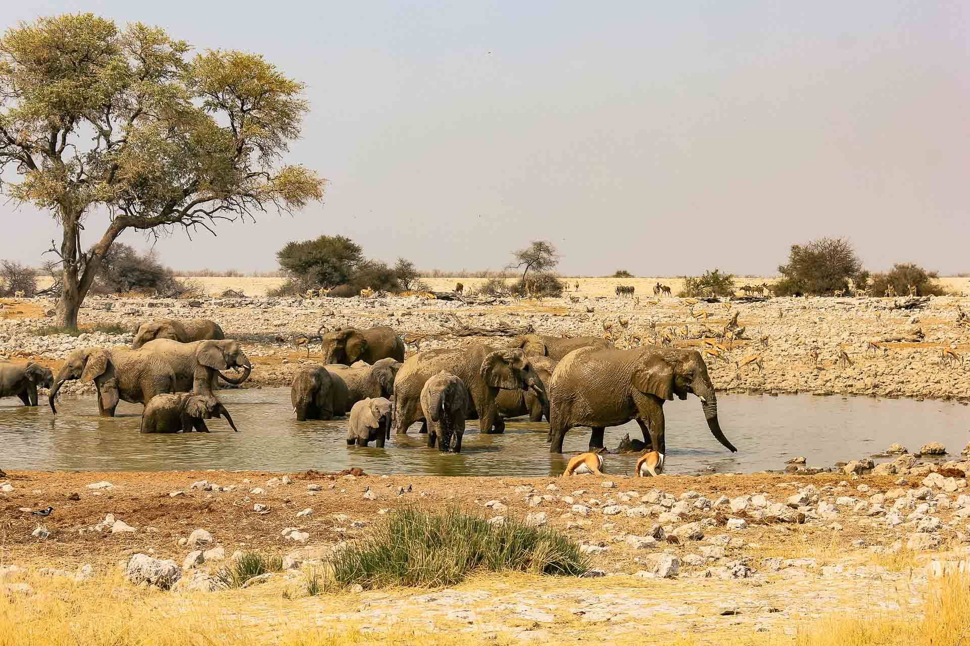 Etosha Parque Nacional