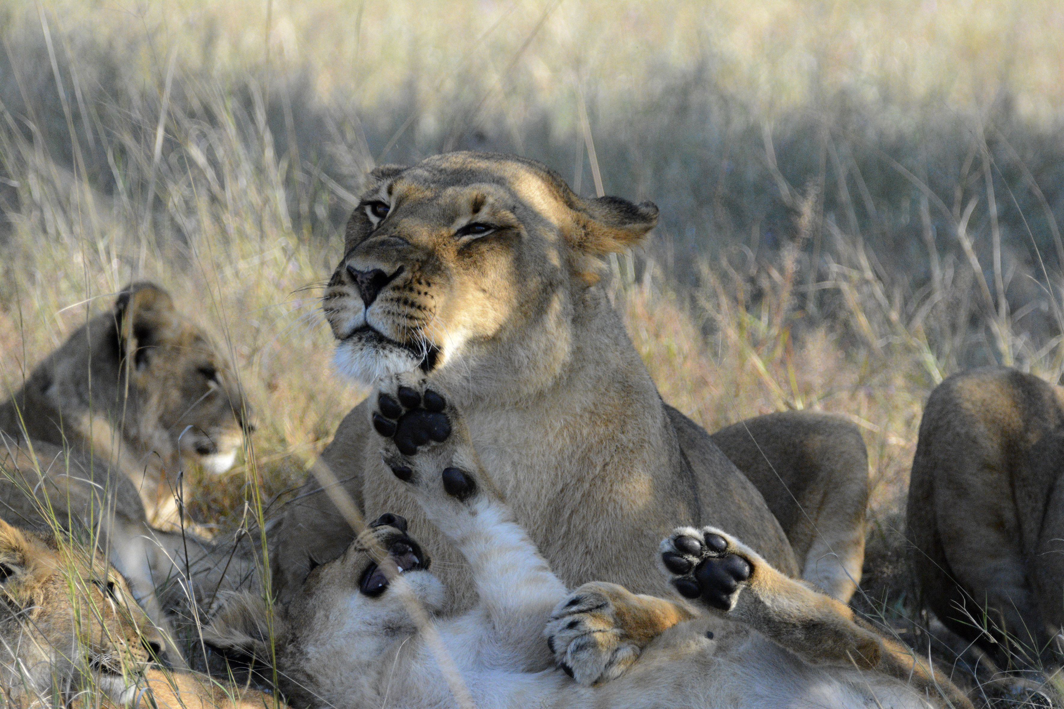 Hwange
