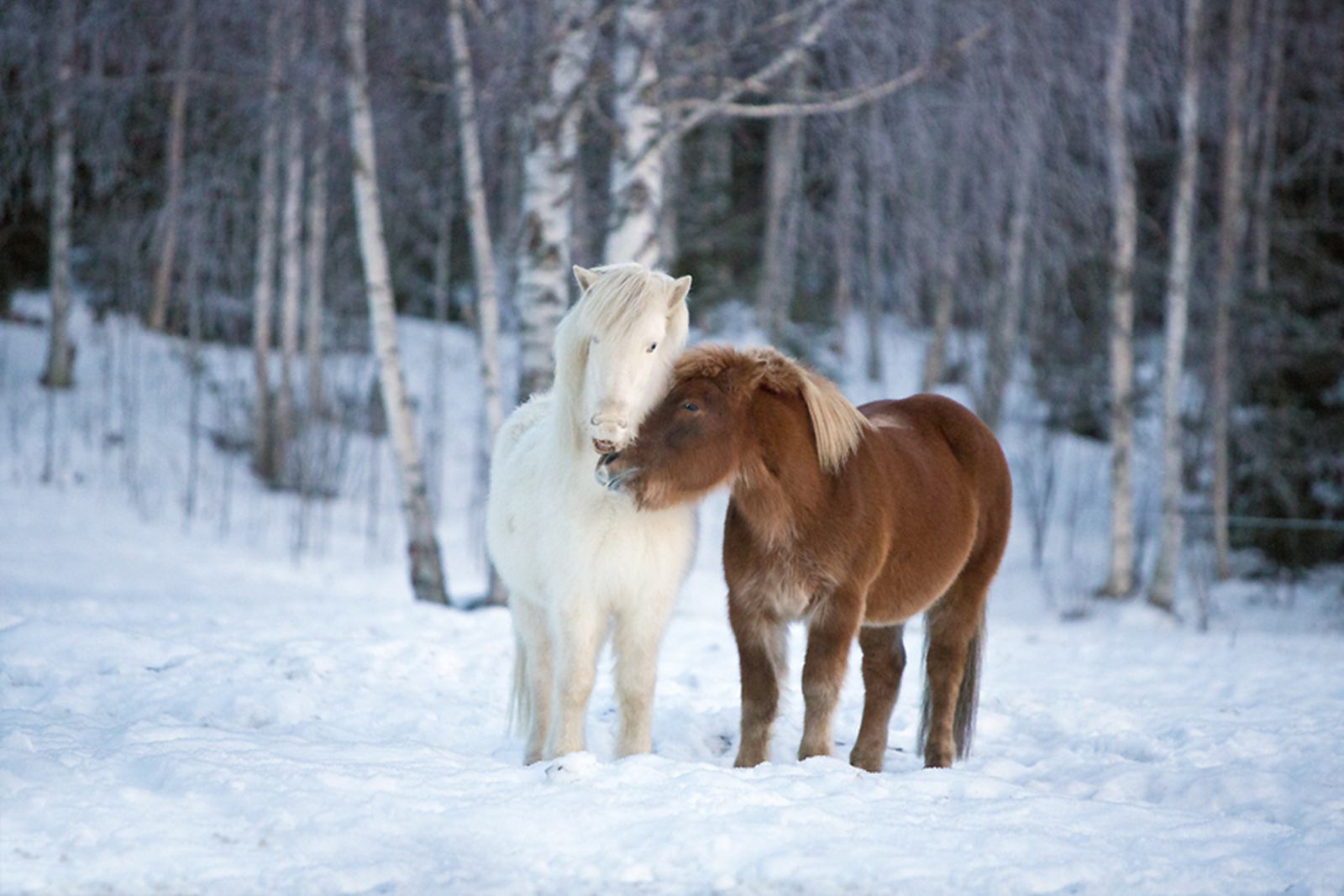 Kiruna | LAT.40