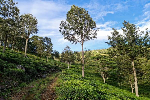 Thotalagala en Haputale