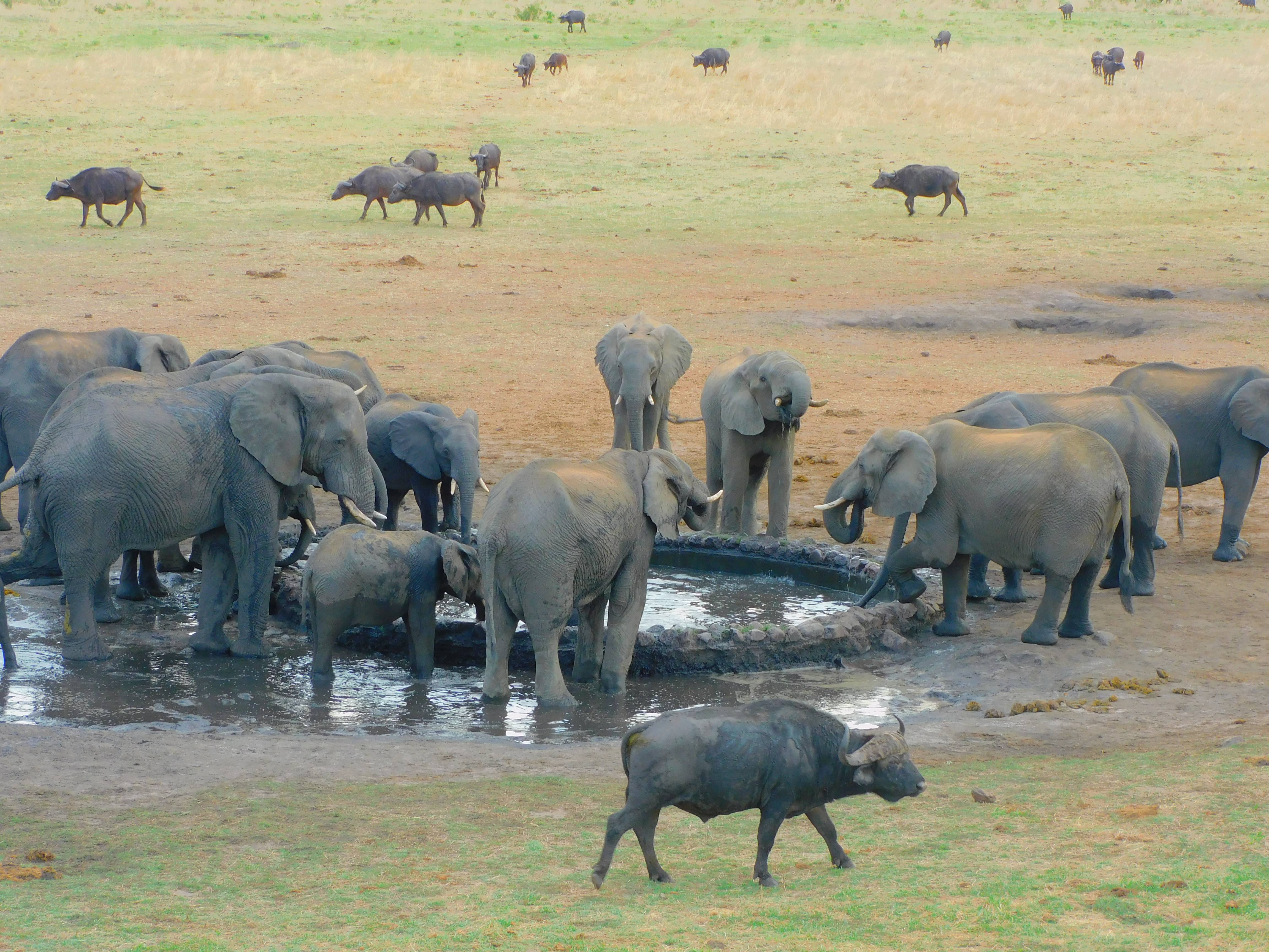 The Wallow Lodge en Victoria Falls