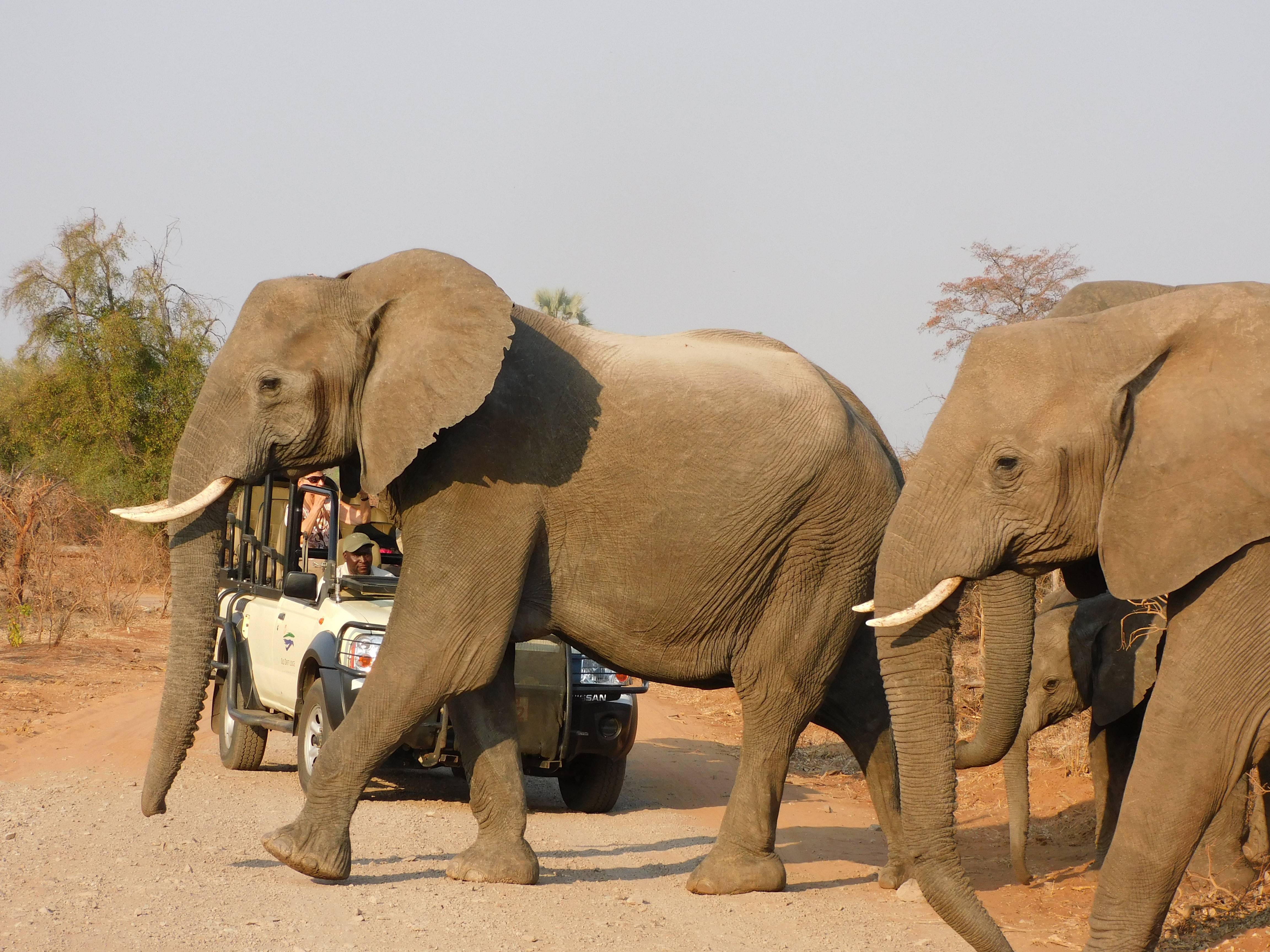 The Wallow Lodge en Victoria Falls