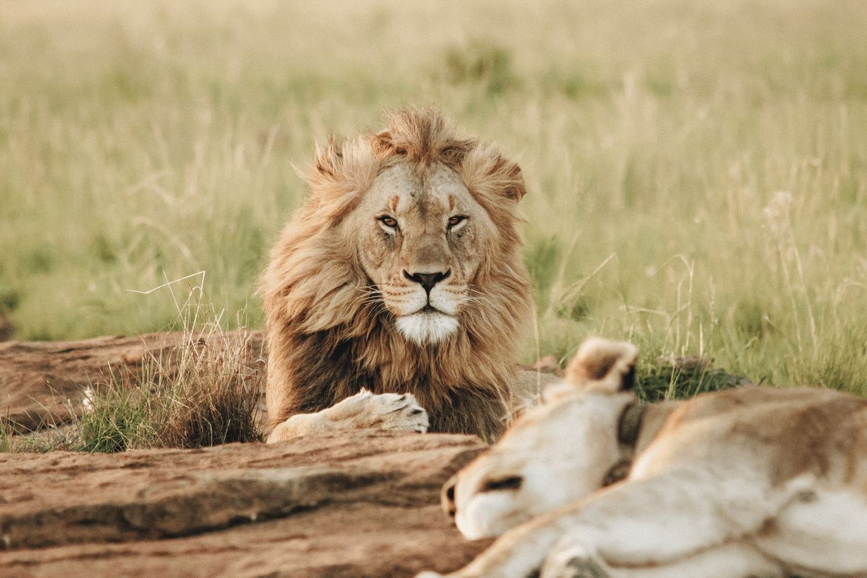 Feline Fields Lodge en Kalahari