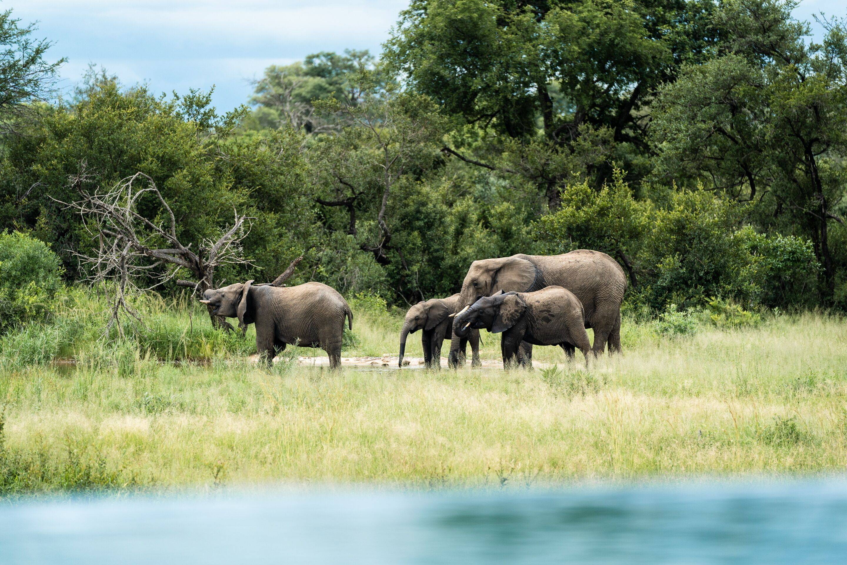 Shumbalala Game Lodge en Kruger National Park