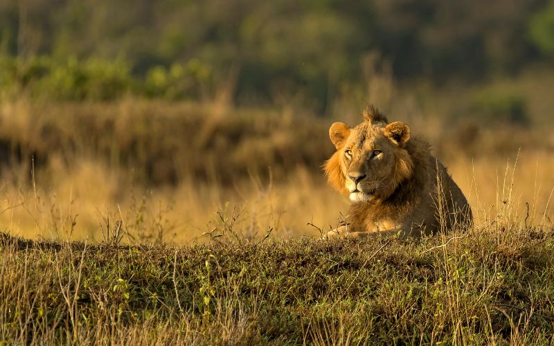 Elewana Loisaba Tented Camp en Loisaba
