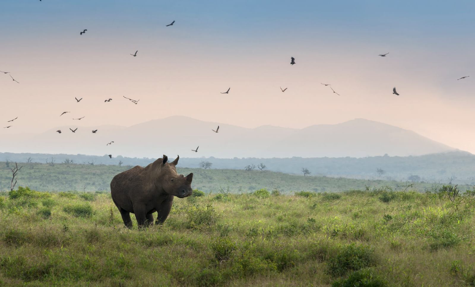 andBeyond Phinda Mountain Lodge en Phinda