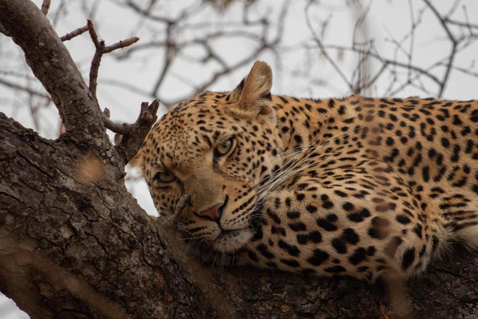 Kapama River Lodge en South Africa