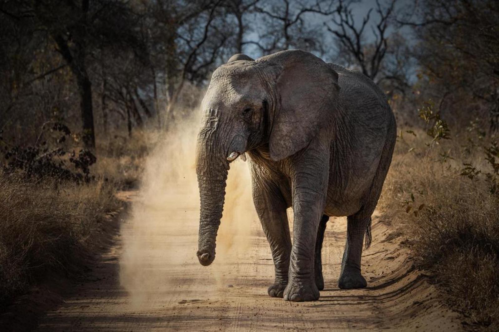 Kapama River Lodge en South Africa