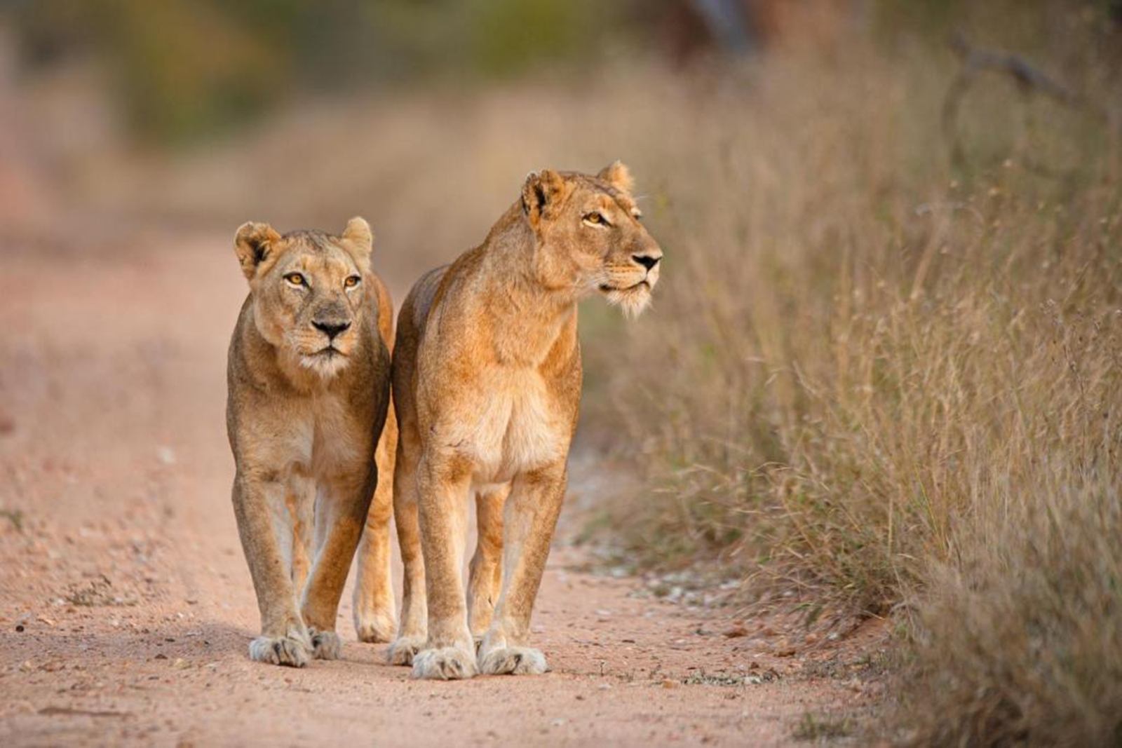 Kapama River Lodge en South Africa