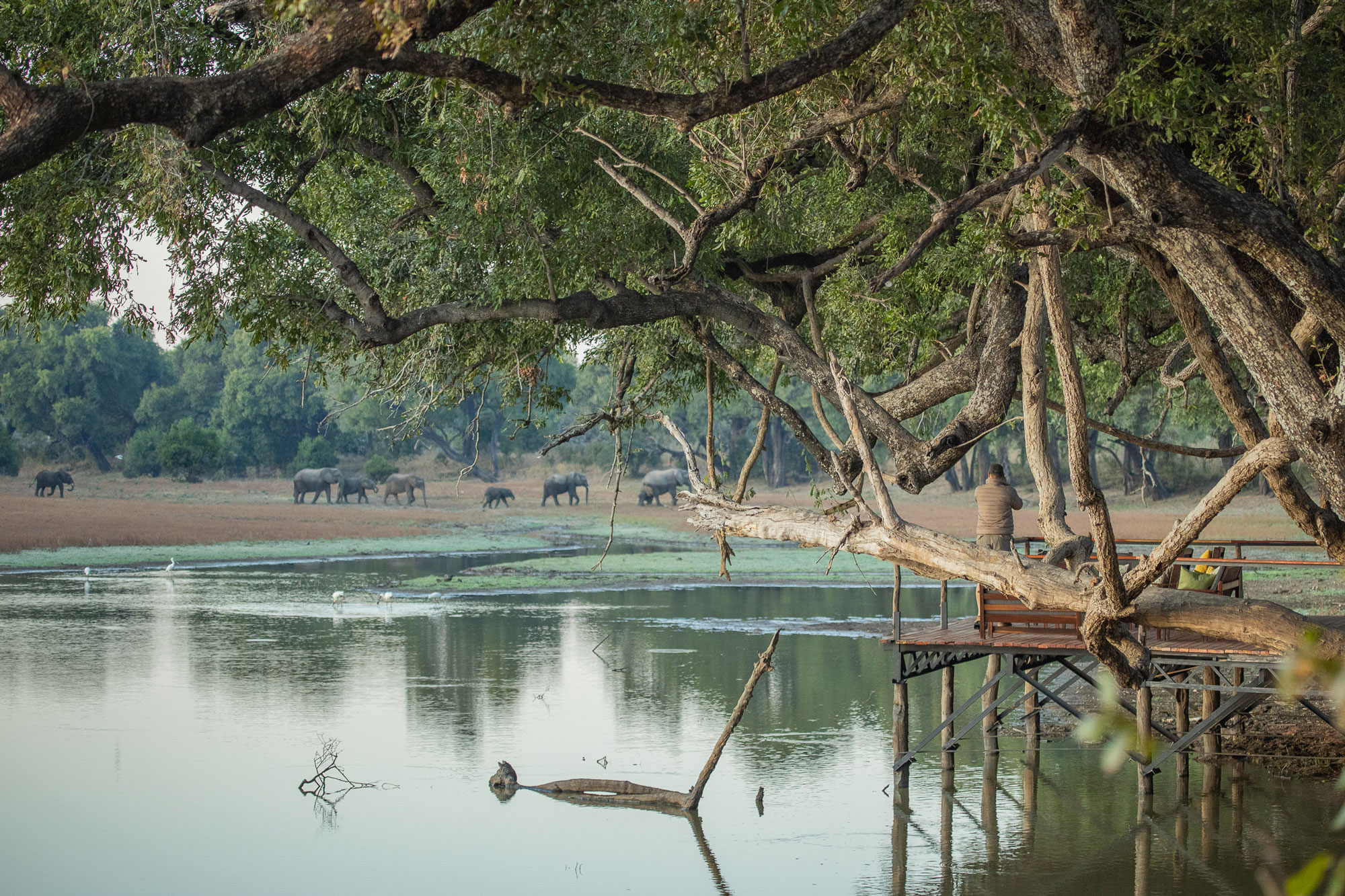 Chikoko Tree Camp en Luangwa Valley