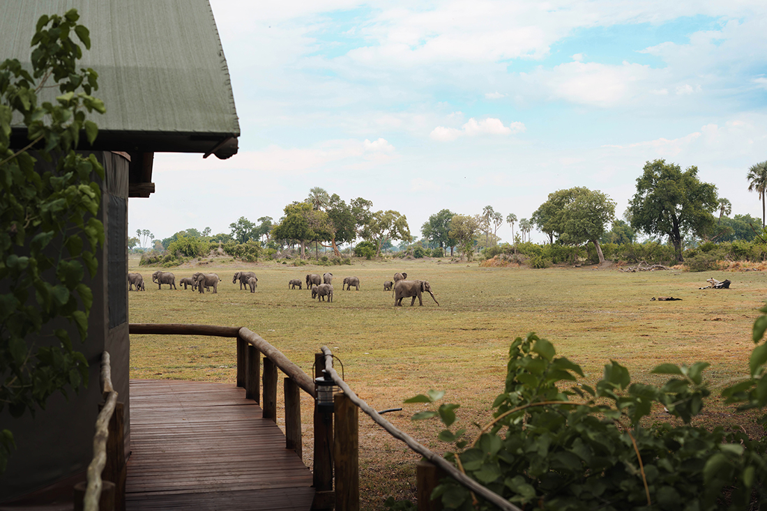 Mokolwane en Delta Okavango