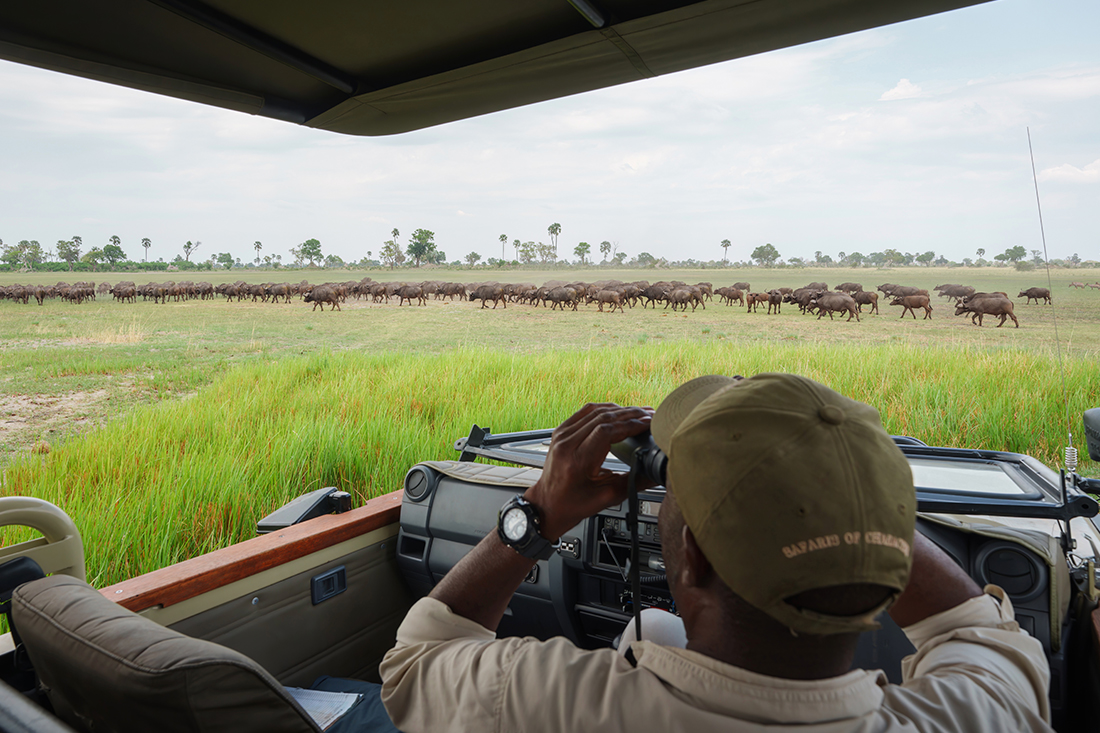 Mokolwane en Delta Okavango