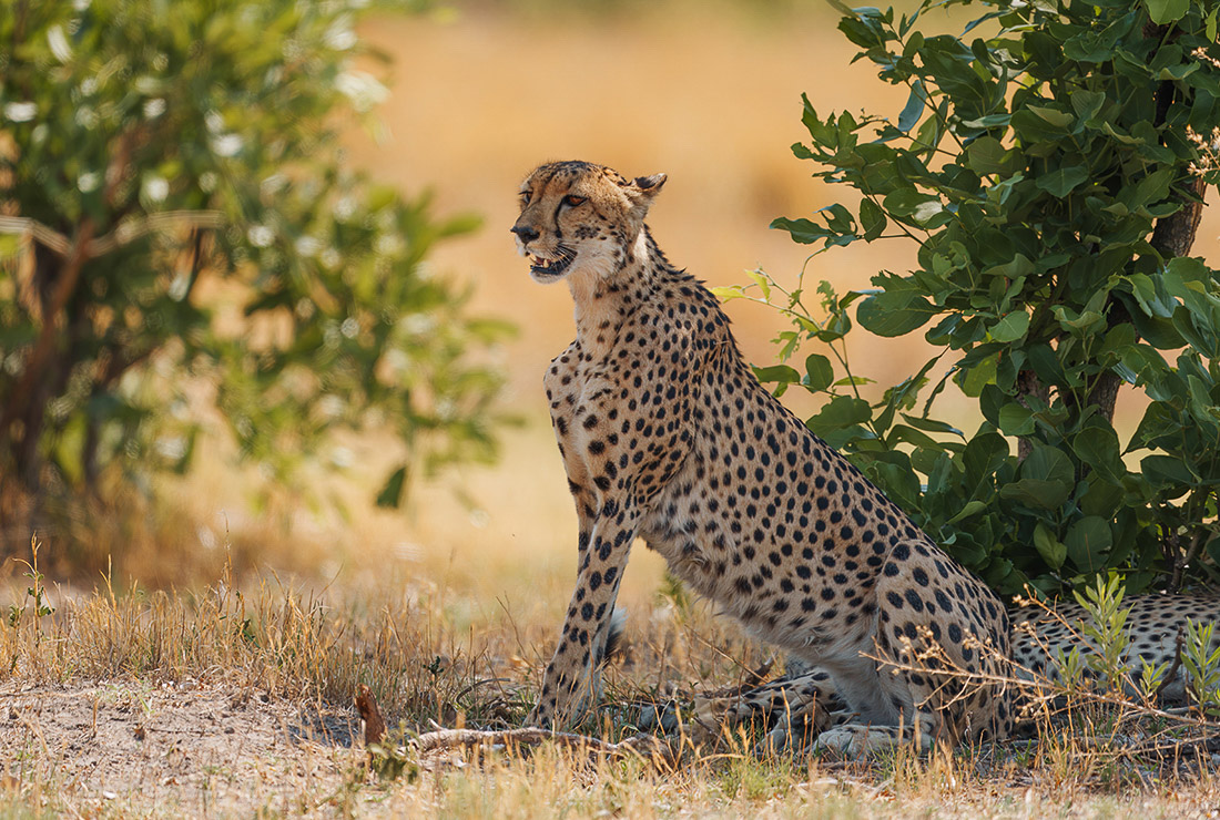 Mokolwane en Delta Okavango