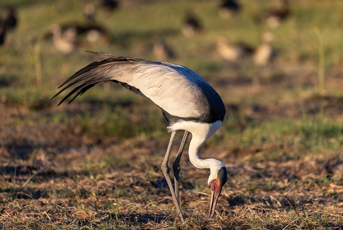 Mokolwane en Delta Okavango