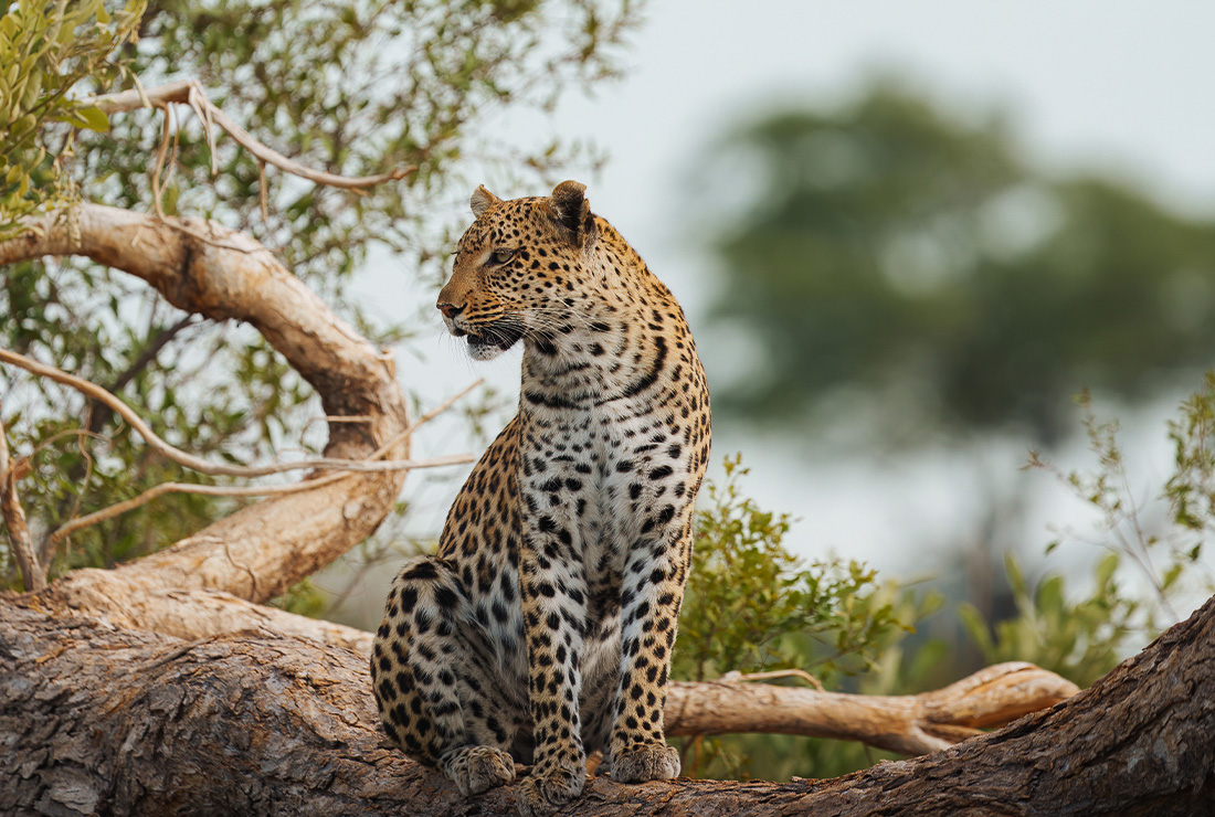 Mokolwane en Delta Okavango
