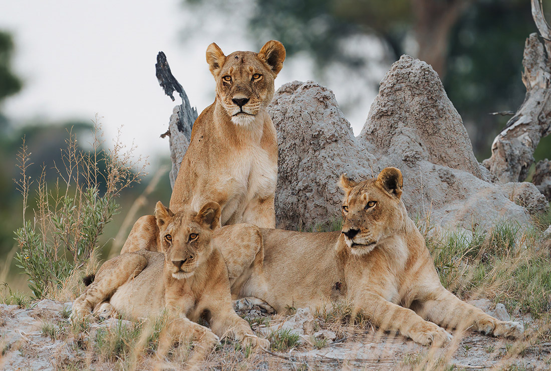 Mokolwane en Delta Okavango