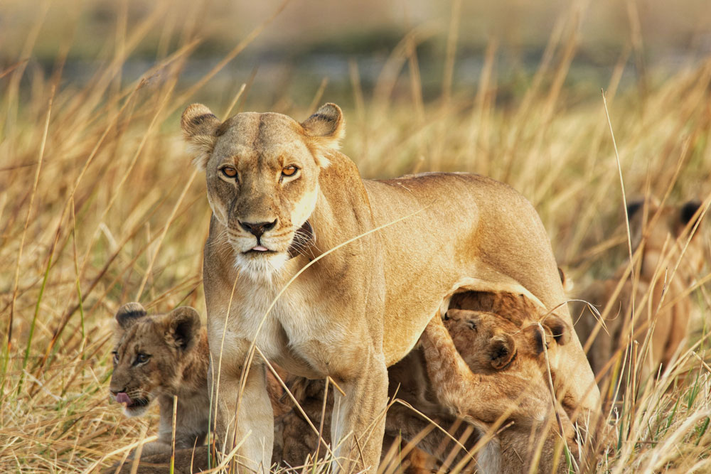 Nanzhila Plains Safari Camp en Nanzhila Plains