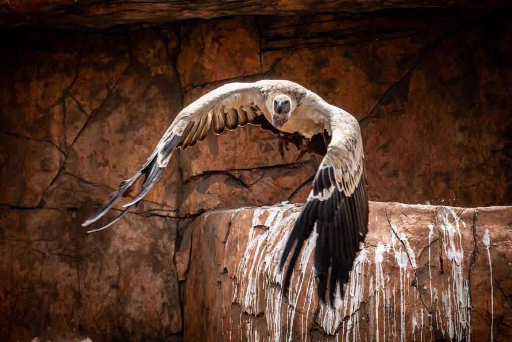 Shamwari Sindile en Shamwari Private Game Reserve