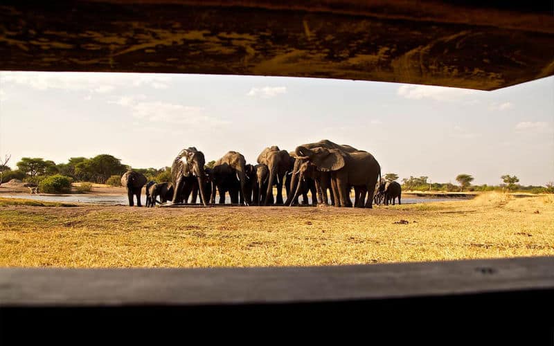 Tom's Little Hide en Hwange