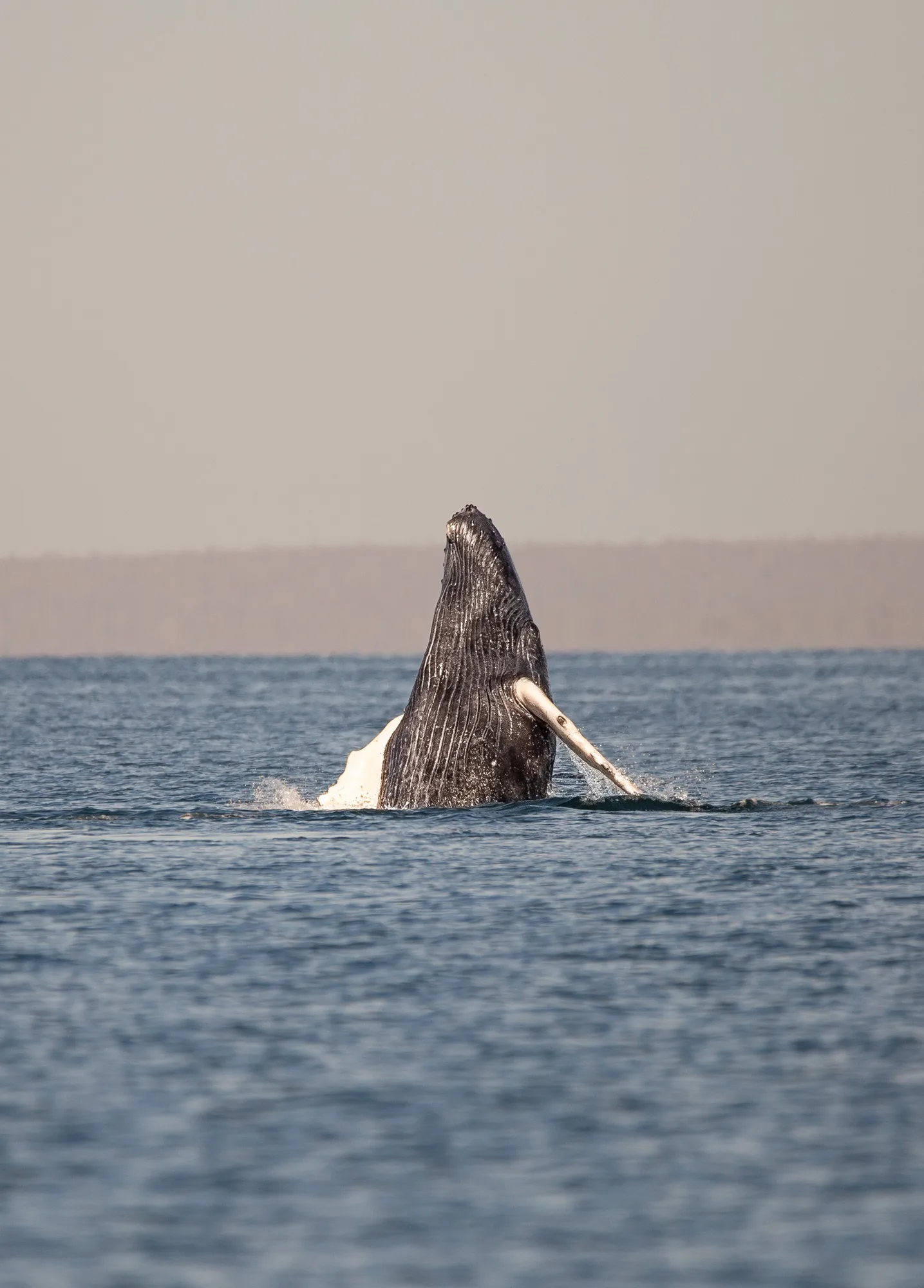 03 ballena jorobada 03 a9e31070