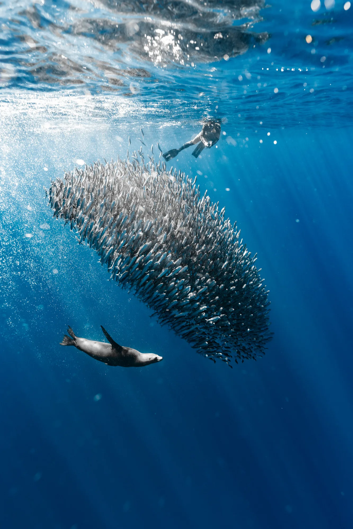 13 sardine run 13 2f061f58