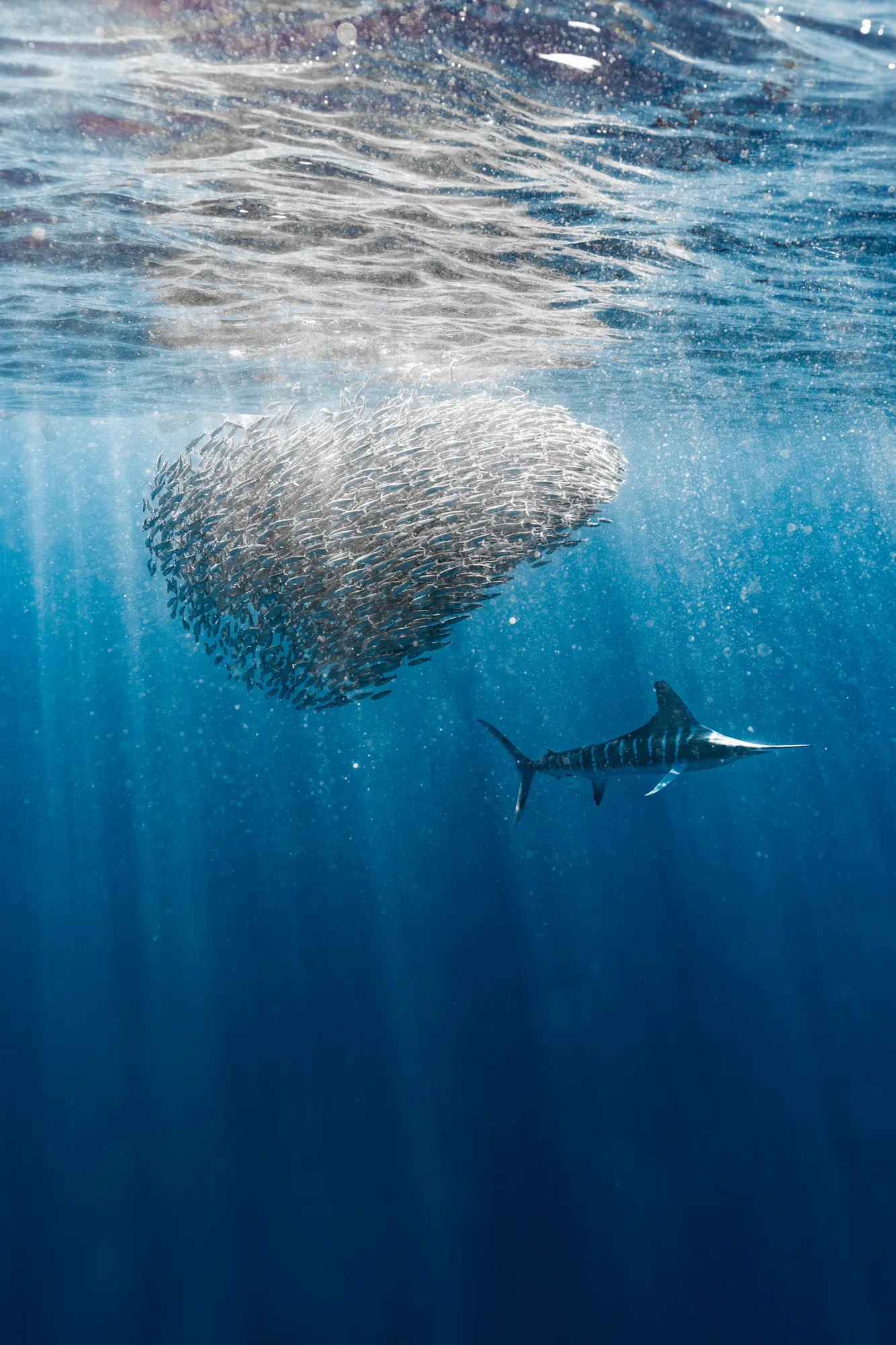 14 sardine run 14 cc272805