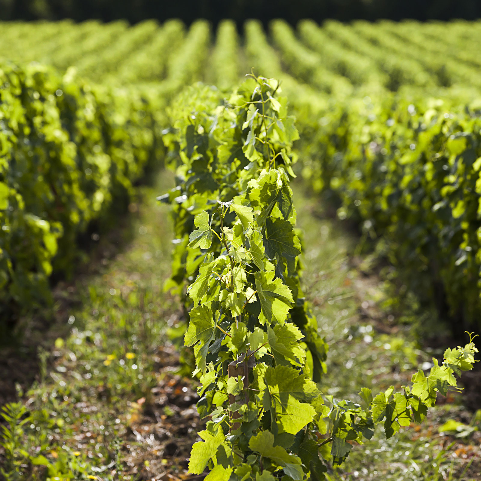 8125 venerables vignes cos min
