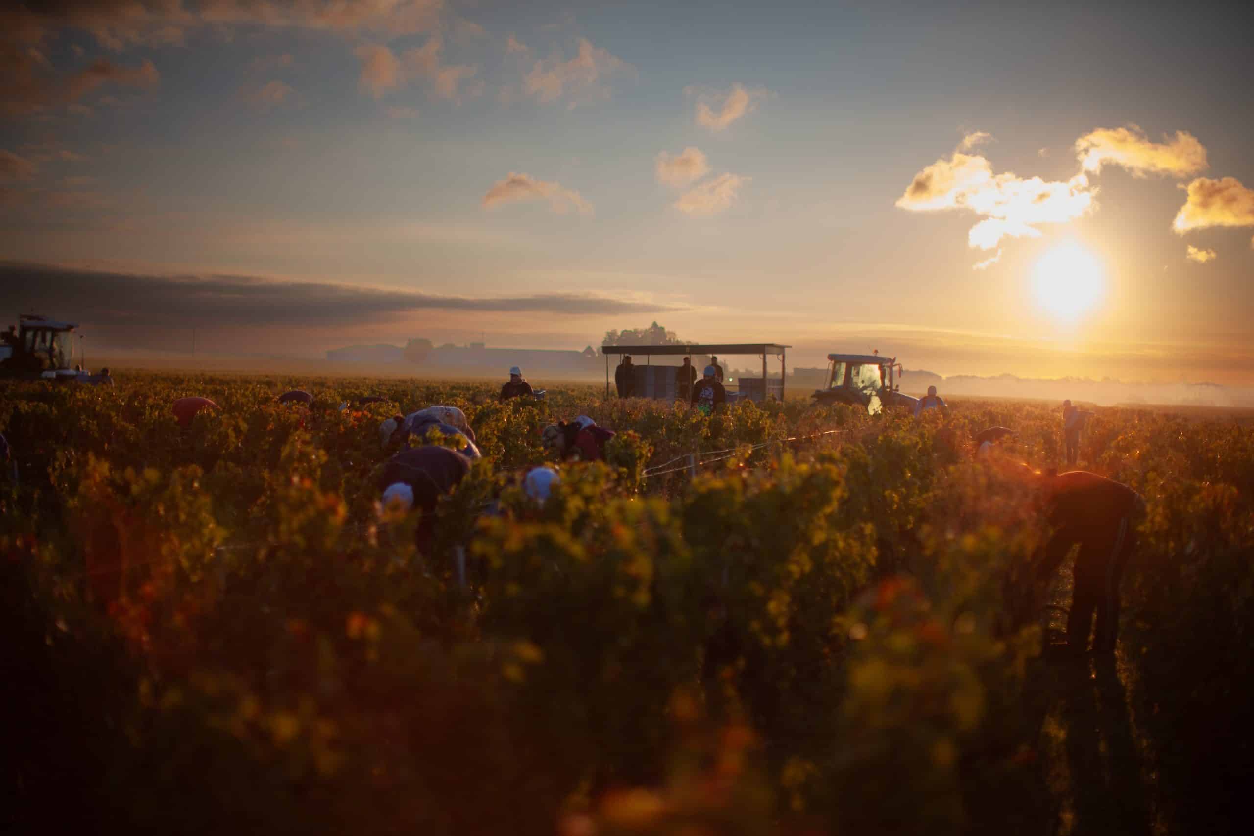 Cos destournel vendanges 19