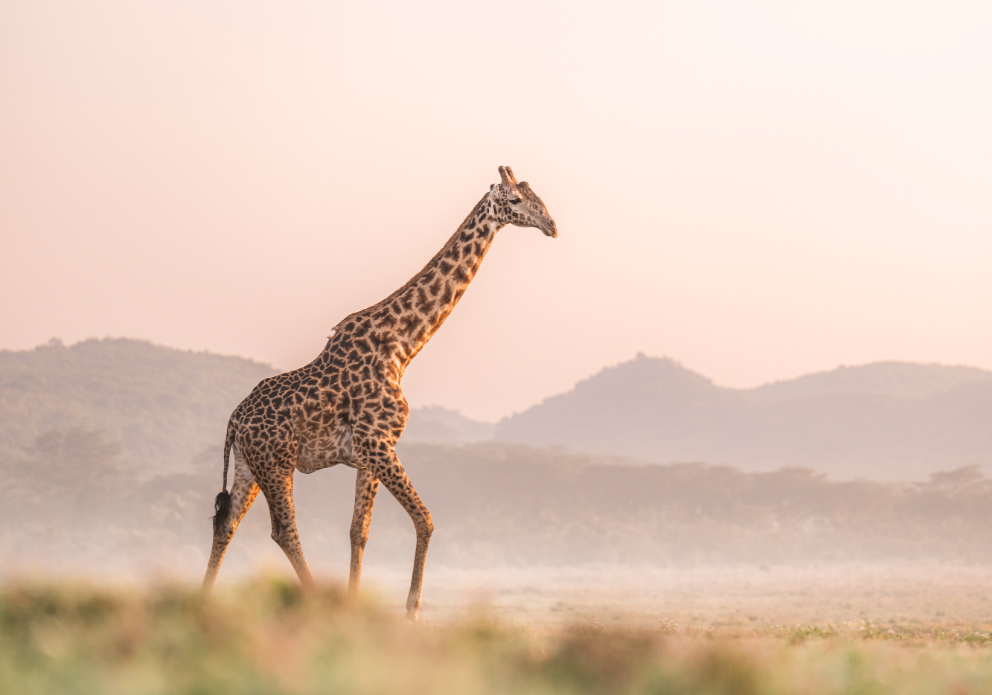 Loldia wildlife 19