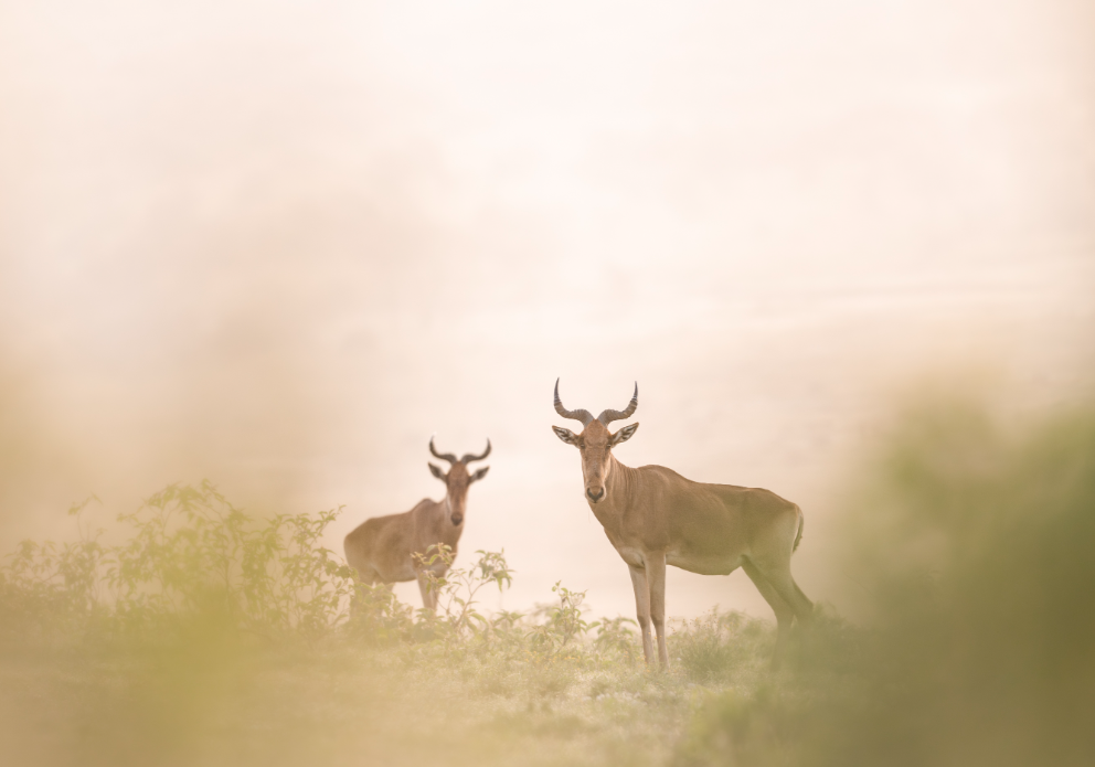 Loldia wildlife 25