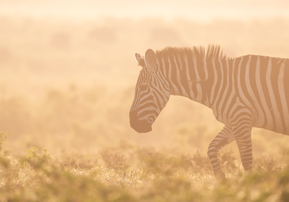 Loldia wildlife 3