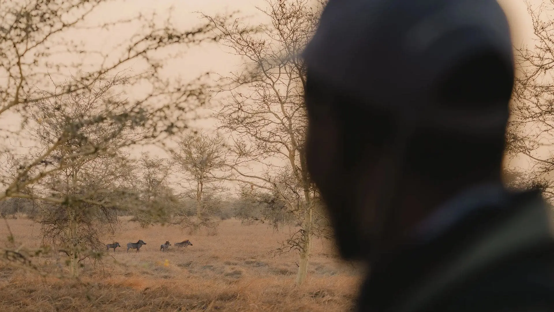 Asilia africa usangu expedition camp warthogs jpg