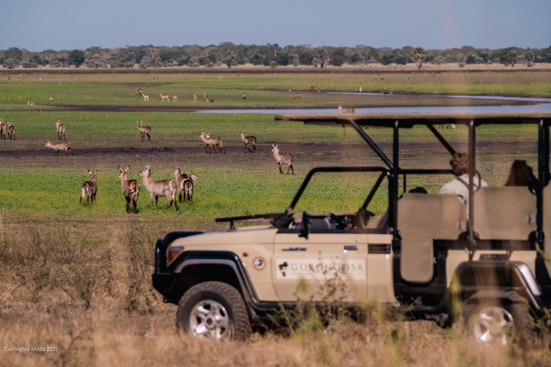 Gorongosa National Park | LAT.40