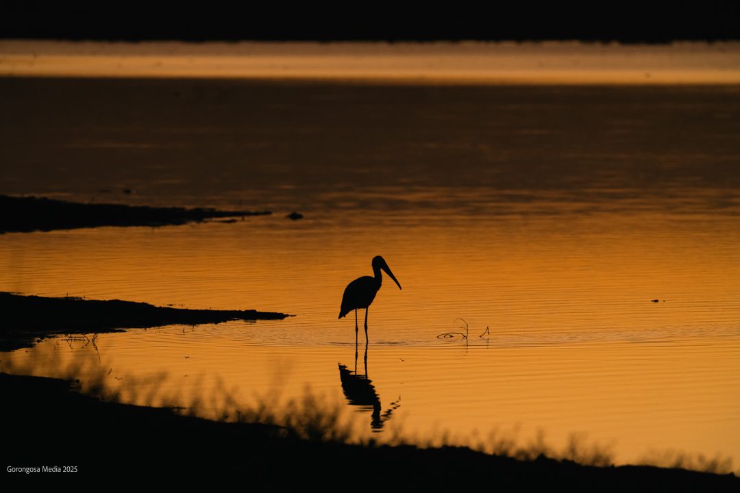 Gorongosa National Park | LAT.40