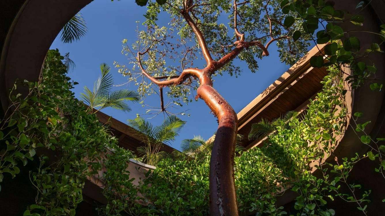 Rz pvrcc pvrcc zula tree portal 74 :wide hor