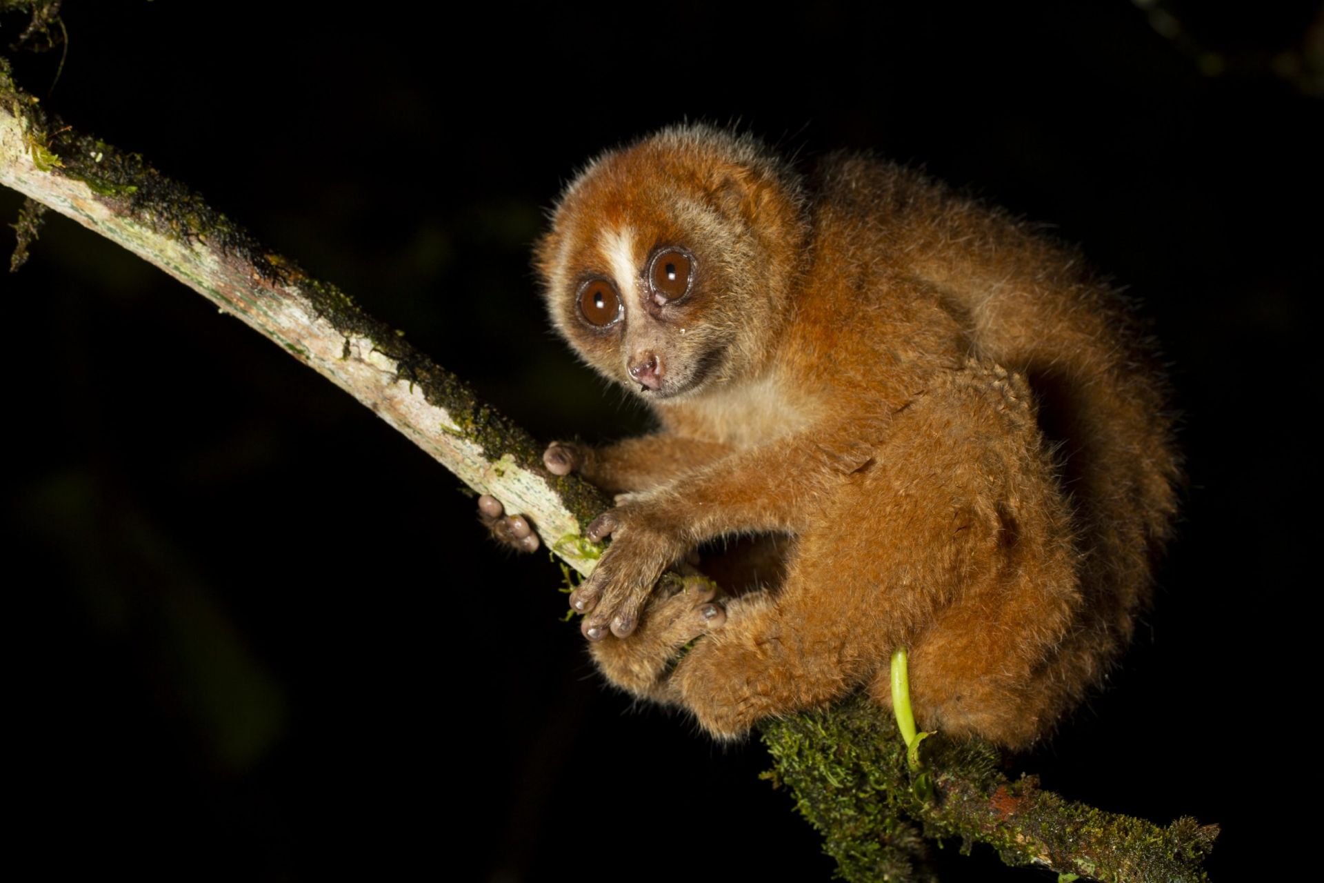 Koduko Sanctuary en Kota Belud