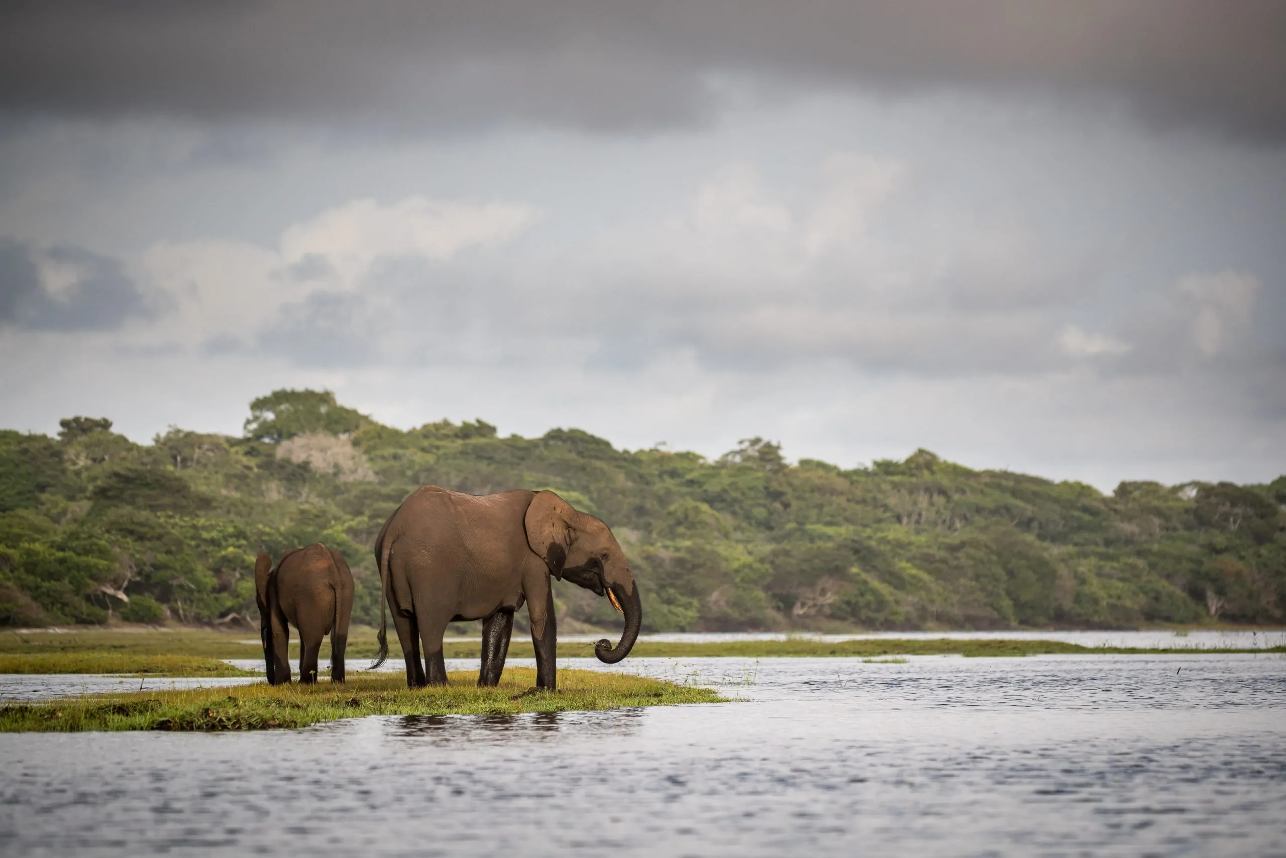 Loango Savannah Camp en Loango National Park