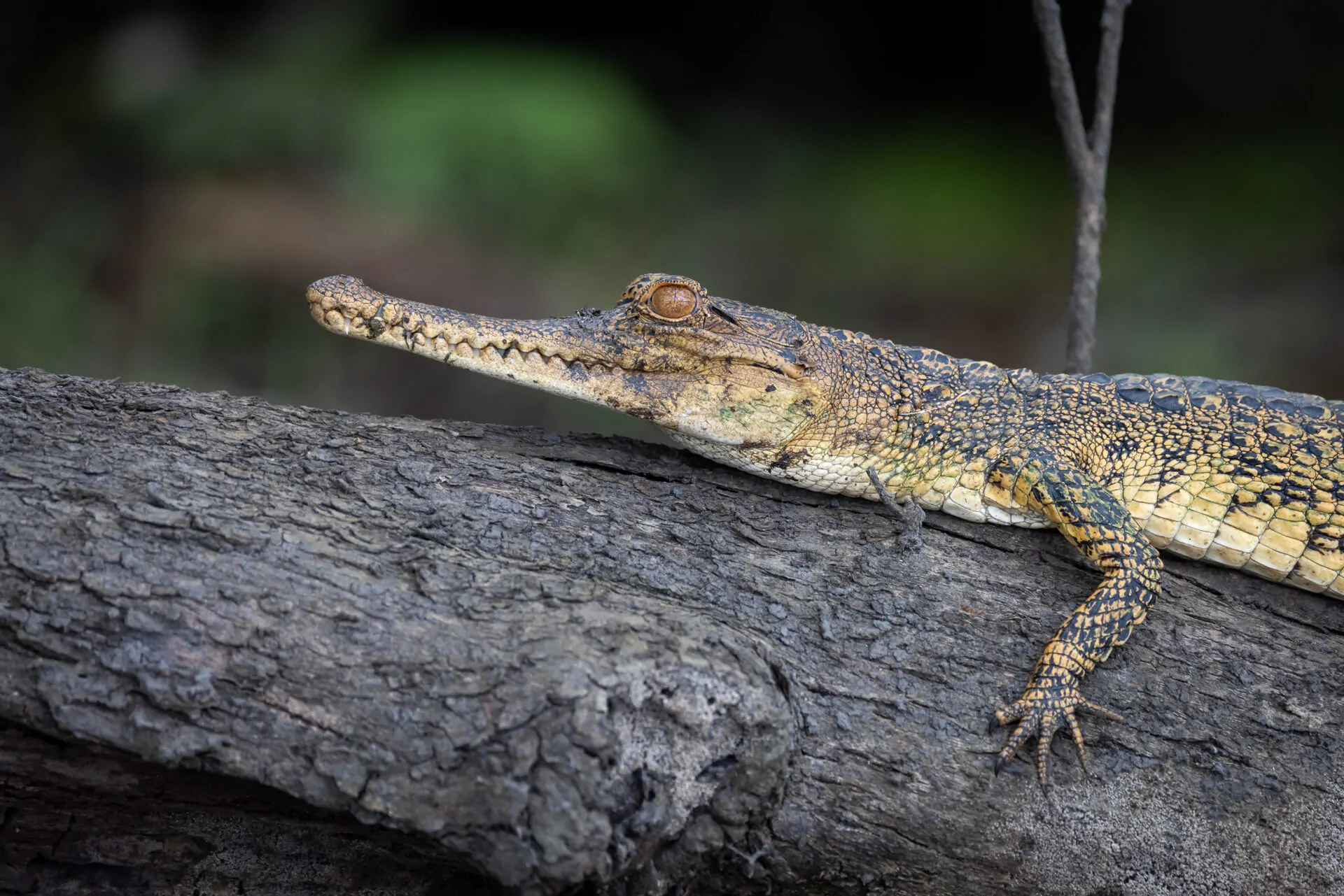 Loango Savannah Camp en Loango National Park