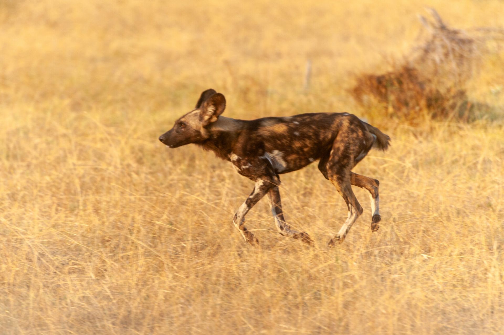 Makubi Safari Camp by Isyankisu en Selous Reserve