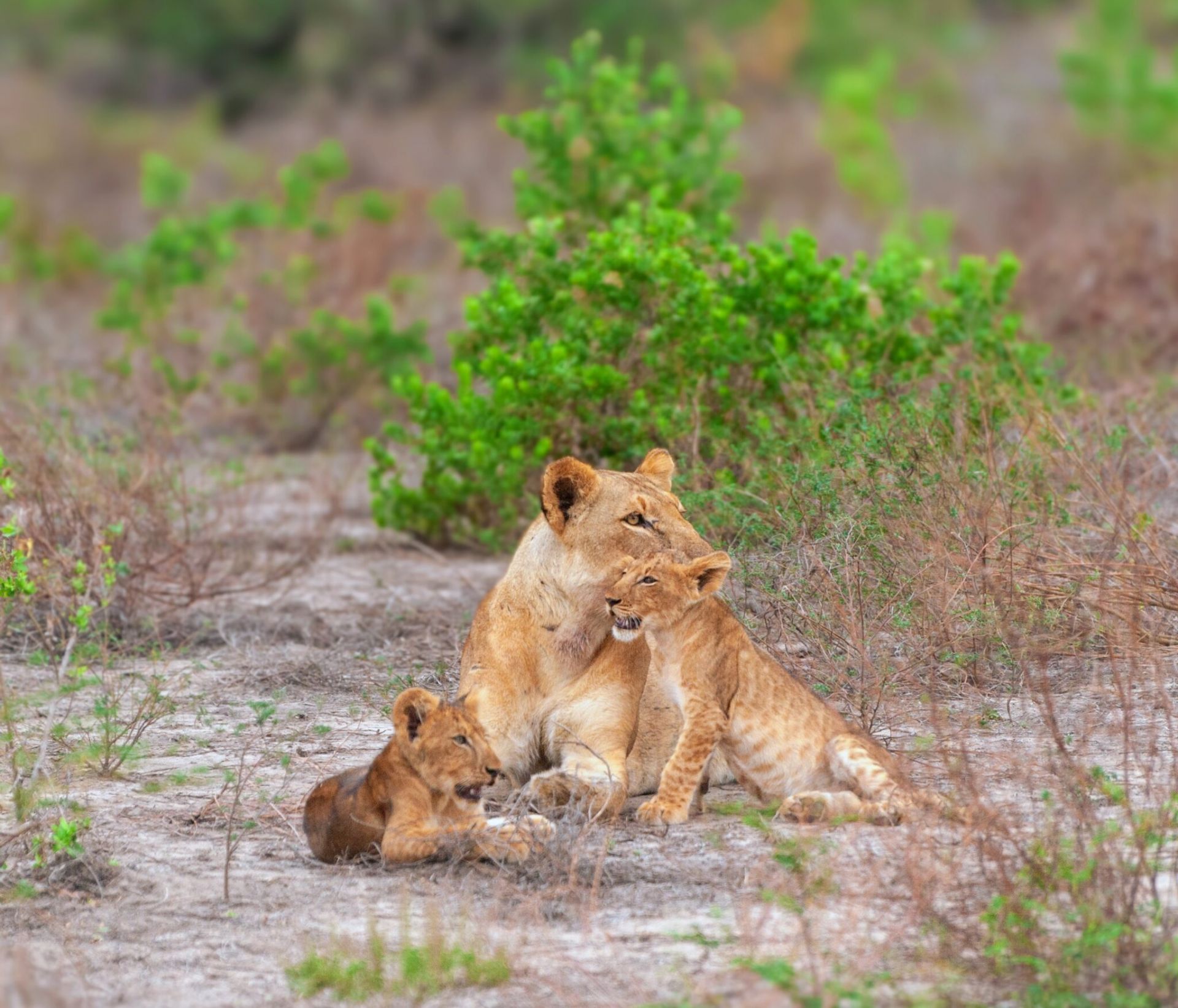 Makubi Safari Camp by Isyankisu en Selous Reserve