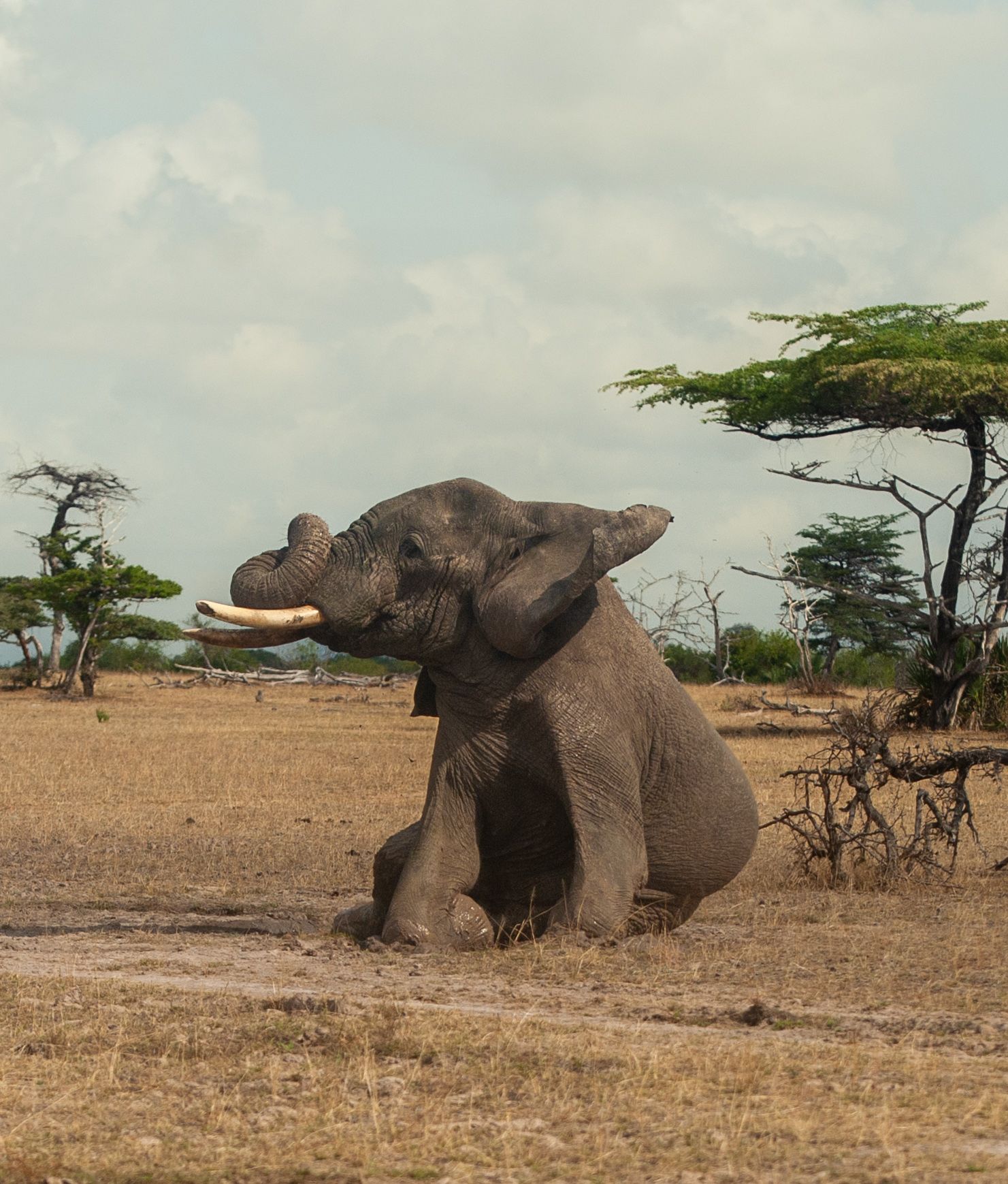 Makubi Safari Camp by Isyankisu en Selous Reserve