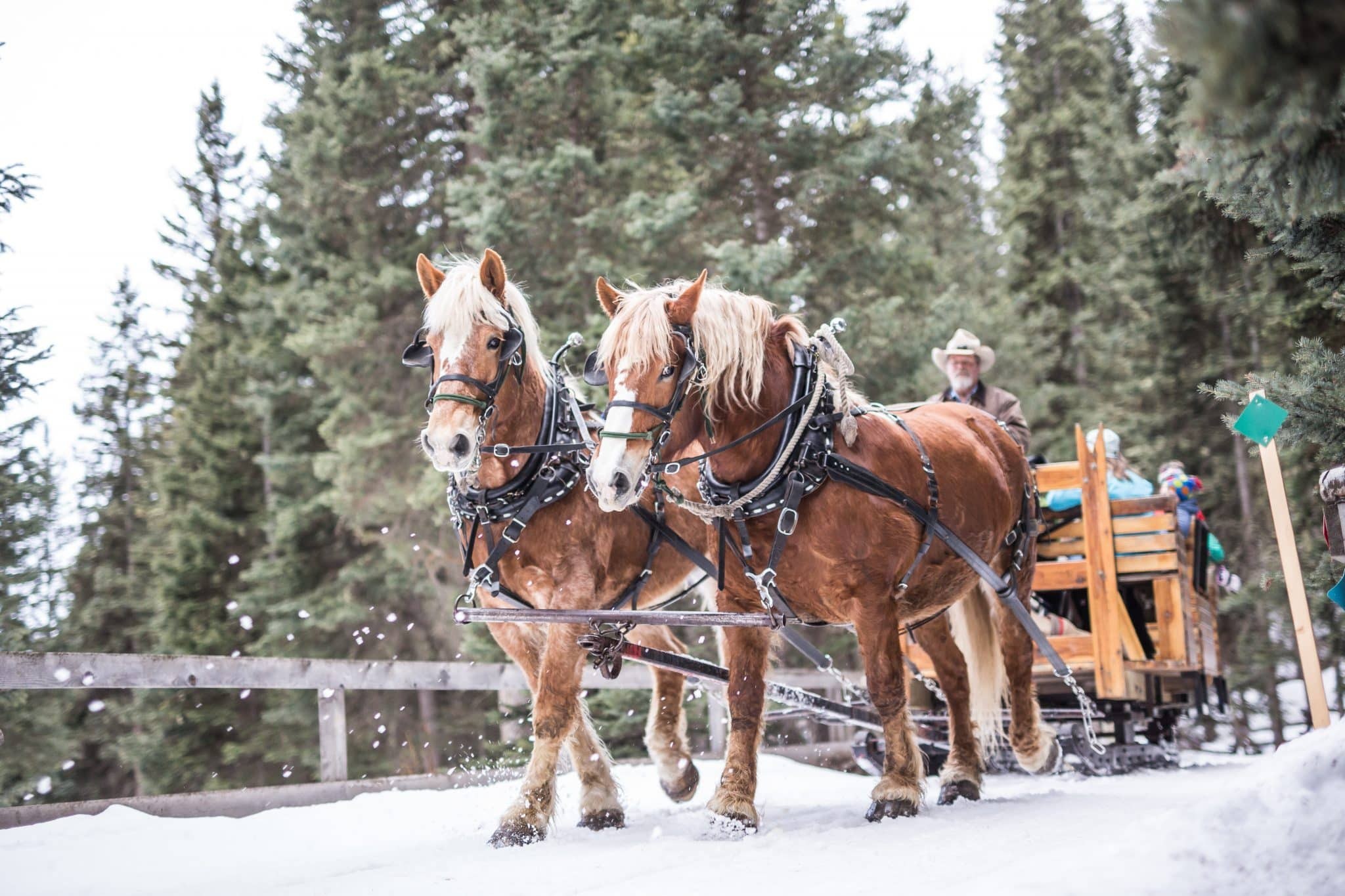 sleigh ride dinner  2048x1365